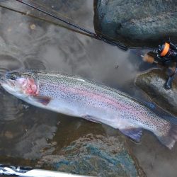 70㎝は釣れたけど 天竜川ルアーフライ専用区